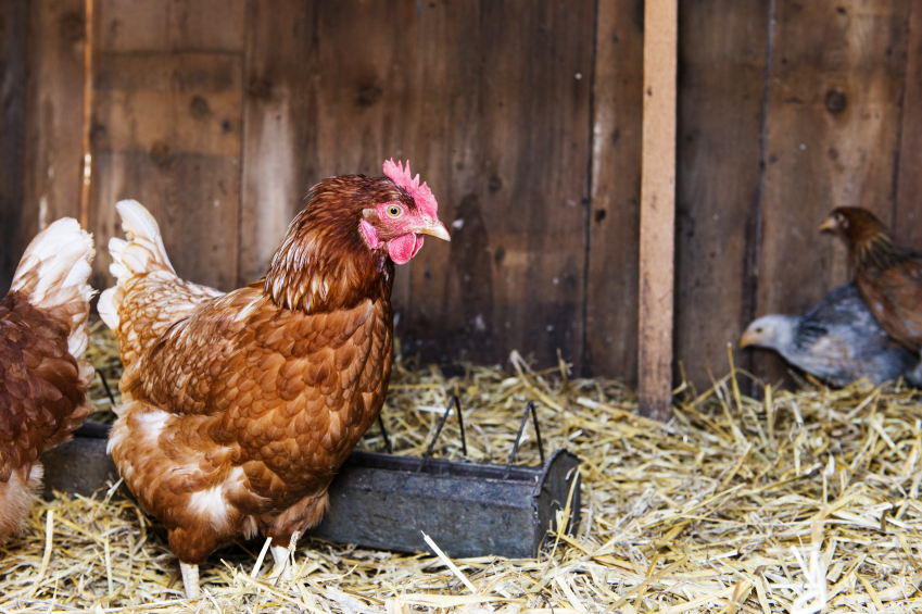 How the Veterinary Feed Directive will Affect Chicken & Poultry Owners